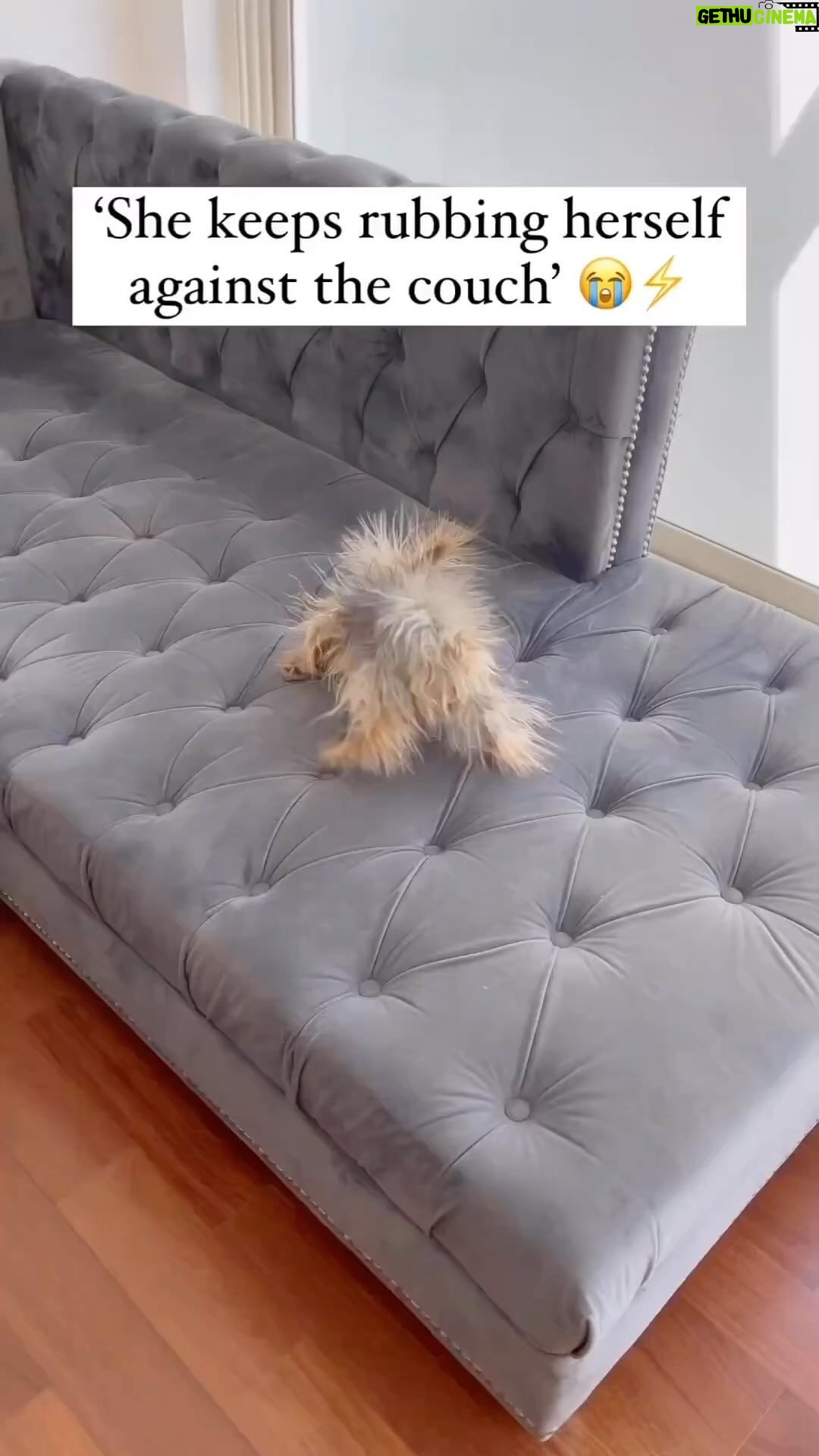Parisa Fitz-Henley - 2K Likes - My God I laughed till I choked
Video description: A creature resembling a a tiny tan porcupine walks around on a gray couch. When it’s name is called it looks up. It’s actually a Yorkie who has been rubbing itself on the couch causing every hair to stand on end.
Repost from @writesz.pk
•
Static Electricity ⚡
.
#reels #reelsinstagram #explore #explorepage