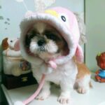 Park Moon-chi Instagram - 뭉치 (2003-2023) 우리집 강아지 뭉치가 어제밤 무지개 다리를 건넜네요 나와가족과오랜친구들과도 추억이 참 많은 뭉치인데요 (문치이름의 주인공인 만큼 누나가 부끄럽지 않게 음악할께!!!!) 20년간 속 안썩이고 힘들땐 우리가족의 위로였던 했던 뭉치 그곳에선 아프지말고 행복하게 뛰어놀아야돼❤️❤️ 사랑하고 미안해