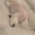 Park Seo-jun Instagram - 3월1일 멍뭉이 개봉합니다 많관부 🫶🏻 #멍뭉이 #우리집멍뭉이