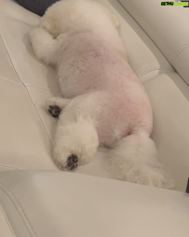 Park Seo-jun Instagram - 3월1일 멍뭉이 개봉합니다 많관부 🫶🏻 #멍뭉이 #우리집멍뭉이