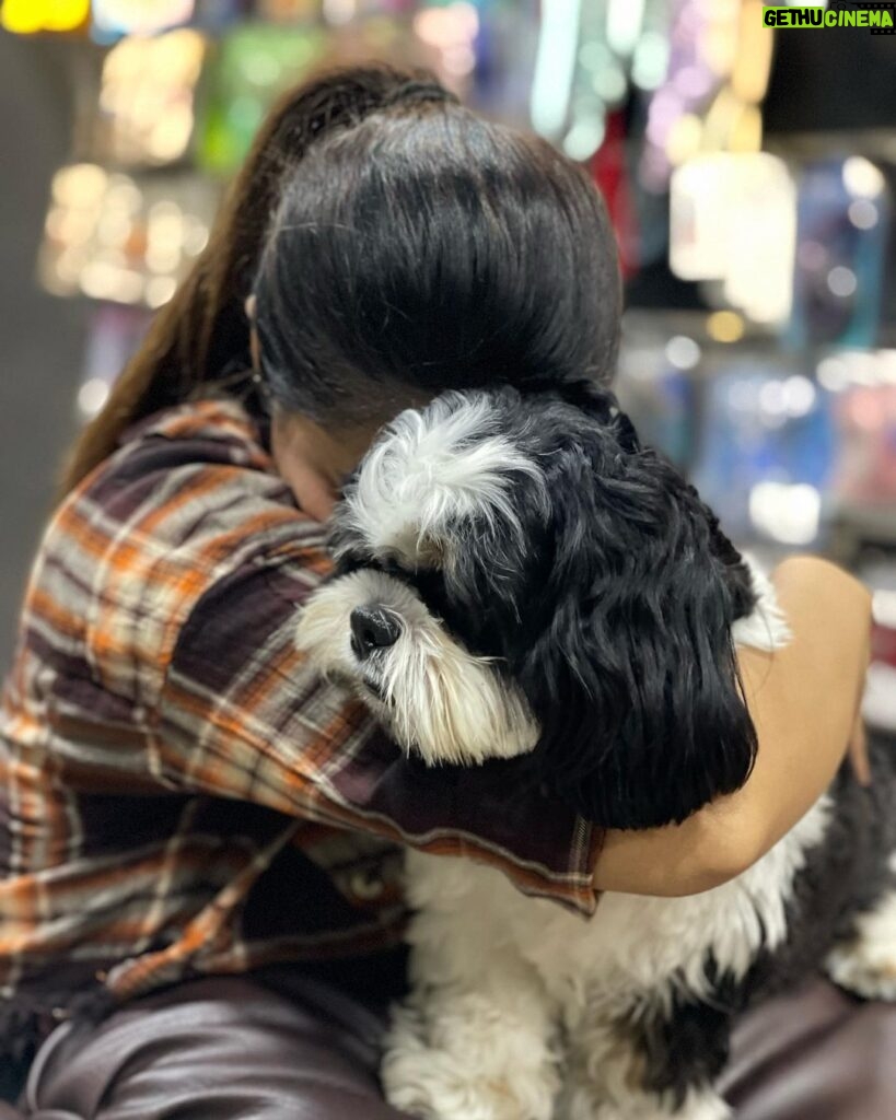 Parveen Instagram - This is not whiskey(my boy), He’s Ozzie i was met him in grooming parlour i loved his naughtiness and shyness he’s ditto of my whiskey🖤