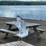 Patrice Godin Instagram - Fin d’été Magog, Quebec