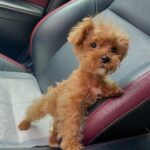 Patrick Quiroz Instagram - This is Elie. Swipe for transformation. ➡️ Been really thinking of having a dog until I knew about “hypoallergenic dogs” and poodle was number one on the list of not shedding (too much.) then @jcdogrepublic messaged me and I knew there was no backing up and so I got a poodle. I didn’t know it’s this good to have a dog on your own. They are blessings. If you feel like getting any type of breed just message @jcdogrepublic and they have the best service. 🙏🏽