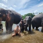 Paul Denino Instagram - Washed elephants in Thailand and forgot to post it so posting now. It sprayed my face! ElephantsWorld