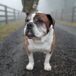 Paul Scheer Instagram - We had to say goodbye to Sgt. Meatball today. He was a great dog and quickly became a stoic, slobbery member of our family who fit in every place and was friends to everyone. We loved him very much. ❤️🥩Thanks to all those who cared for him as much as we did.