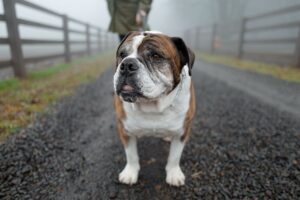 Paul Scheer Instagram - We had to say goodbye to Sgt. Meatball today. He was a great dog and quickly became a stoic, slobbery member of our family who fit in every place and was friends to everyone. We loved him very much. ❤️🥩Thanks to all those who cared for him as much as we did.