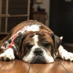 Paul Scheer Instagram - We had to say goodbye to Sgt. Meatball today. He was a great dog and quickly became a stoic, slobbery member of our family who fit in every place and was friends to everyone. We loved him very much. ❤️🥩Thanks to all those who cared for him as much as we did.
