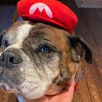 Paul Scheer Instagram - We had to say goodbye to Sgt. Meatball today. He was a great dog and quickly became a stoic, slobbery member of our family who fit in every place and was friends to everyone. We loved him very much. ❤️🥩Thanks to all those who cared for him as much as we did.