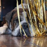 Paul Scheer Instagram - We had to say goodbye to Sgt. Meatball today. He was a great dog and quickly became a stoic, slobbery member of our family who fit in every place and was friends to everyone. We loved him very much. ❤️🥩Thanks to all those who cared for him as much as we did.