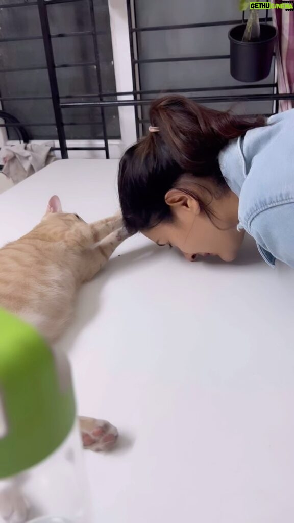 Payal Rajput Instagram - I dont see an animal . I see a living being. I see a friend. I see a soul . @mudasarmohamad can’t wait to meet Janu , I’m in love with your Fur baby 🐈🖤🐈