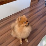 Payal Rajput Instagram - 😔😔😔 Sorry candy,Muma couldn’t save you life 😔 I’m shattered,I’m lost without you bacha 😔 “Muma really misses you, Candy. Missing your cuddles, your licks, and your love. I can still feel your presence.”💔 “I loved you for your whole life and I’ll miss you for the rest of mine.” You taught me everything about unconditional love.💔 Stay in peace wherever you are 🙏🏼♥️ #candy 🐶 #RIP