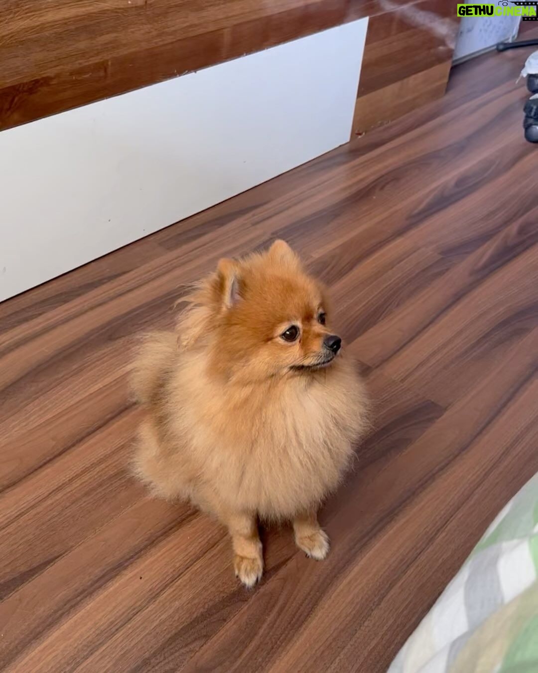 Payal Rajput Instagram - πππ Sorry candy,Muma couldnβt save you life π Iβm shattered,Iβm lost without you bacha π βMuma really misses you, Candy. Missing your cuddles, your licks, and your love. I can still feel your presence.βπ βI loved you for your whole life and Iβll miss you for the rest of mine.β You taught me everything about unconditional love.π Stay in peace wherever you are ππΌβ₯οΈ #candy πΆ #RIP