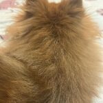 Payal Rajput Instagram - 😔😔😔 Sorry candy,Muma couldn’t save you life 😔 I’m shattered,I’m lost without you bacha 😔 “Muma really misses you, Candy. Missing your cuddles, your licks, and your love. I can still feel your presence.”💔 “I loved you for your whole life and I’ll miss you for the rest of mine.” You taught me everything about unconditional love.💔 Stay in peace wherever you are 🙏🏼♥️ #candy 🐶 #RIP