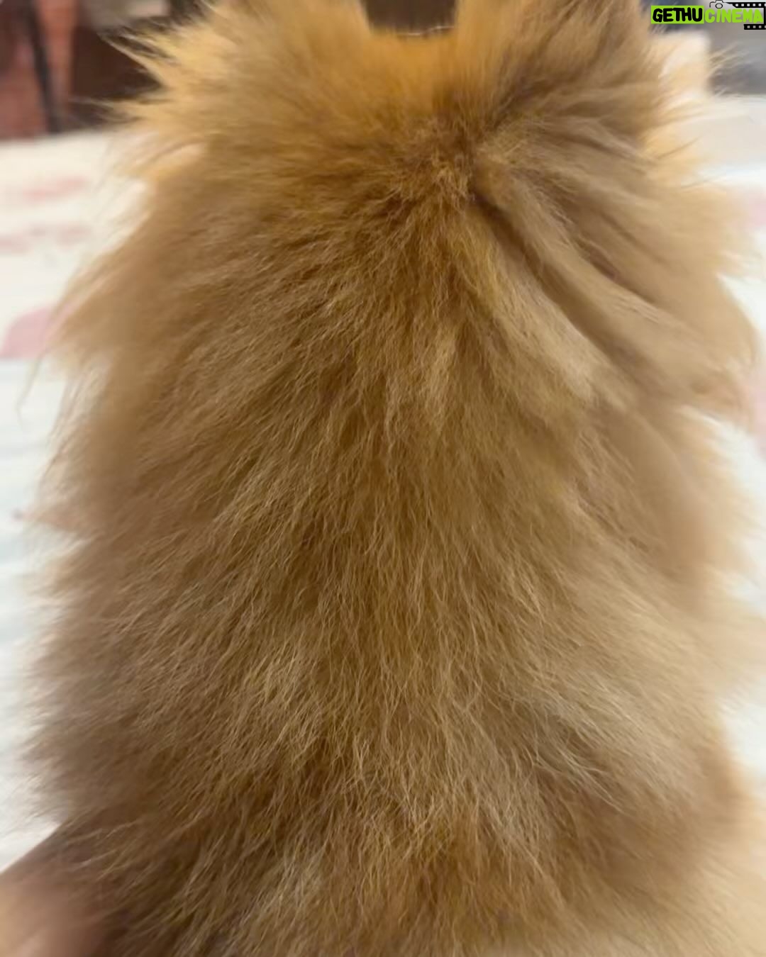 Payal Rajput Instagram - πππ Sorry candy,Muma couldnβt save you life π Iβm shattered,Iβm lost without you bacha π βMuma really misses you, Candy. Missing your cuddles, your licks, and your love. I can still feel your presence.βπ βI loved you for your whole life and Iβll miss you for the rest of mine.β You taught me everything about unconditional love.π Stay in peace wherever you are ππΌβ₯οΈ #candy πΆ #RIP