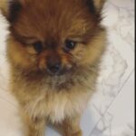 Payal Rajput Instagram – 😔😔😔
Sorry candy,Muma couldn’t save you life 😔
I’m shattered,I’m lost without you bacha 😔
“Muma really misses you, Candy.
Missing your cuddles, your licks, and your love. I can still feel your presence.”💔
“I loved you for your whole life and I’ll miss you for the rest of mine.” You taught me everything about unconditional love.💔
Stay in peace wherever you are 🙏🏼♥️
#candy 🐶 #RIP