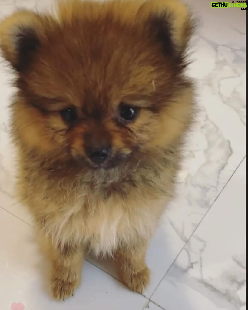 Payal Rajput Instagram - 😔😔😔 Sorry candy,Muma couldn’t save you life 😔 I’m shattered,I’m lost without you bacha 😔 “Muma really misses you, Candy. Missing your cuddles, your licks, and your love. I can still feel your presence.”💔 “I loved you for your whole life and I’ll miss you for the rest of mine.” You taught me everything about unconditional love.💔 Stay in peace wherever you are 🙏🏼♥️ #candy 🐶 #RIP