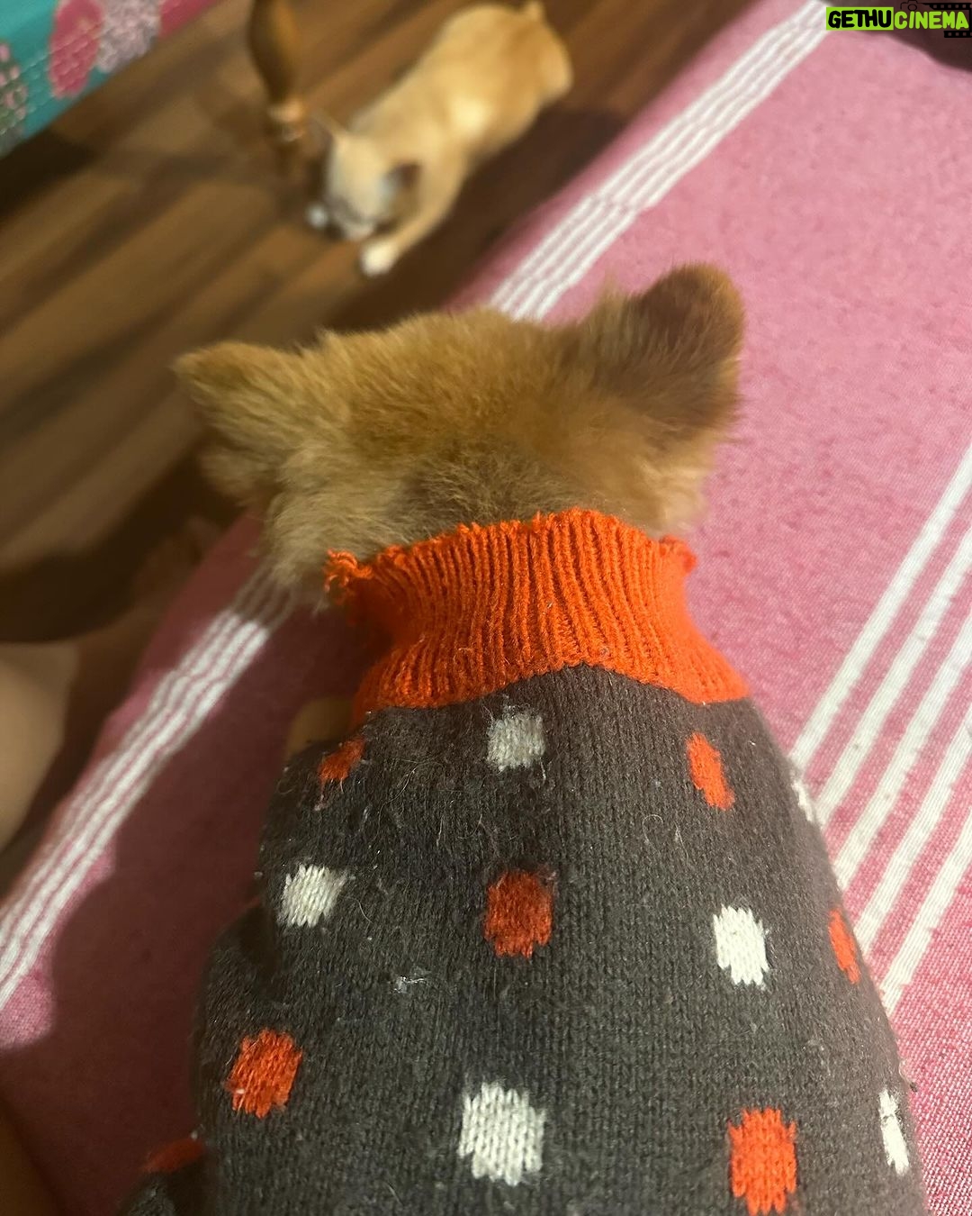 Payal Rajput Instagram - πππ Sorry candy,Muma couldnβt save you life π Iβm shattered,Iβm lost without you bacha π βMuma really misses you, Candy. Missing your cuddles, your licks, and your love. I can still feel your presence.βπ βI loved you for your whole life and Iβll miss you for the rest of mine.β You taught me everything about unconditional love.π Stay in peace wherever you are ππΌβ₯οΈ #candy πΆ #RIP