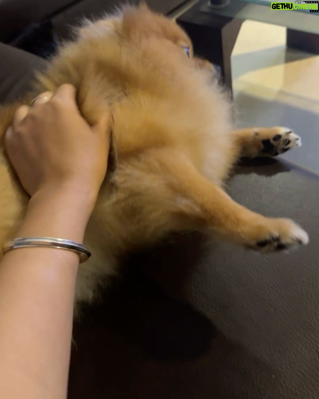 Payal Rajput Instagram - πππ Sorry candy,Muma couldnβt save you life π Iβm shattered,Iβm lost without you bacha π βMuma really misses you, Candy. Missing your cuddles, your licks, and your love. I can still feel your presence.βπ βI loved you for your whole life and Iβll miss you for the rest of mine.β You taught me everything about unconditional love.π Stay in peace wherever you are ππΌβ₯οΈ #candy πΆ #RIP