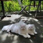 Phạm Nguyễn Lan Thy Instagram - Nhìn là biết con cái nhà bà Thy