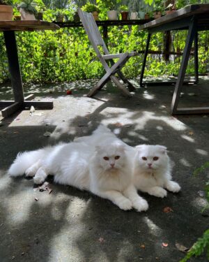 Phạm Nguyễn Lan Thy Instagram - Nhìn là biết con cái nhà bà Thy