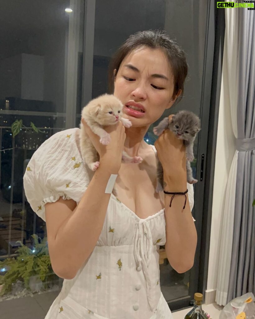 Phạm Nguyễn Lan Thy Instagram - Khi bạn nuôi tới con mèo thứ 19:
