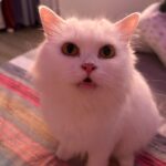 Phạm Nguyễn Lan Thy Instagram - Chiều cuối năm