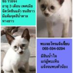 Piya Sawetpikul Instagram - 🙏โปรดเมตตาน้องด้วยนะคะ พี่จิ๊ อัจฉราพรรณ ฝากข่าวมาคะ 🙏น้องหายไปหลายวันแล้วค่ะ แมวหาย!! ชื่อ รวยจัง อายุ 3 เดือน เพศเมีย ฉีดวัคซีนแล้ว ขนสีขาว มีแต้มจุดสีน้ำตาล หางยาว พบเจอโทรแจ้งเจี๊ยบ 065-594-9294 มีสินน้ำใจแก่ผู้พบเห็น แจ้งจนพบตัวน้อง 5,000 บาท จุดที่น้องหายไป 25 ซอยสิทธิชัย ถนนกรุงเทพ-นนทบุรี แขวงวงศ์สว่าง เขตบางซื่อ กทม.10800 ถ้าเจอกรุณาเเจ้งที่ 🙏ใครพบเห็น รบกวนด้วยนะค่ะ🙏❤️