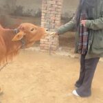 Preeti Verma Instagram – Good morning🐄😇❤️🙌
VC: @kaviravikant
#cowgirl #bhuri #spreadlove #moment #morning #hathrasvillage #shootlocation Hathras