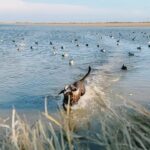 Priscilla Block Instagram – A little duck duck goose action if you will. Good time off spent in Arkansas 

#duckseason #stuttgart #duckhunting #goosehunting #duckseason2023