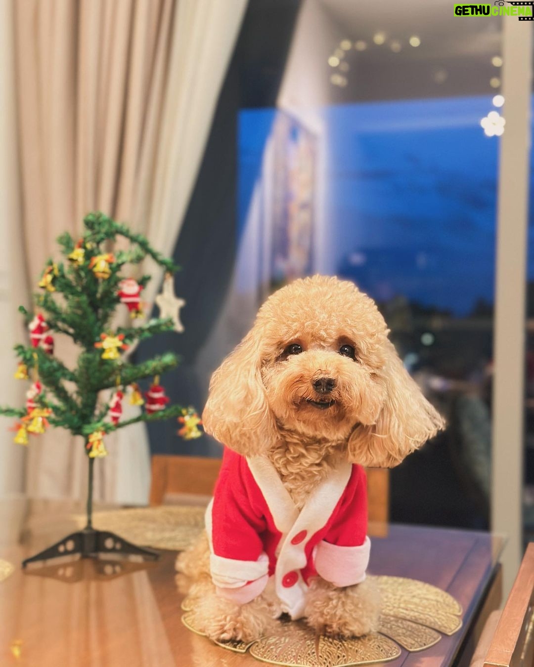 Priyanka Nalkari Instagram - #christmasattire #pet #love #littlesanta #cutewe #smiles #positivity #festivemood #selfietime #xmastree #poodle #santa #lastmonthoftheyear #december #instamood #malaysia #kl