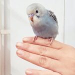 Priyanka Nalkari Instagram - #hisnameram #bird #birdlovers #newguest #sweethome #priyanka #nalkarpriyanka #peace #happygirl #chennai #instagood #instagram #instadaily
