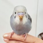 Priyanka Nalkari Instagram - #hisnameram #bird #birdlovers #newguest #sweethome #priyanka #nalkarpriyanka #peace #happygirl #chennai #instagood #instagram #instadaily