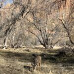 Punarnavi Bhupalam Instagram - The earth revolved around the sun again and I was outdoors bringing in the new year 🤠 #2024 Utah