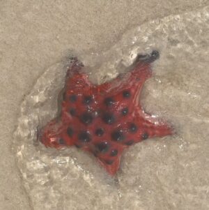 Pupul Bhuyan Instagram - Starfish beach at Phu Quoc, Vietnam 🇻🇳 
.
.
.
.
.
[ starfish, starfish beach, Phu Quoc, Vietnam, island, travel blogger, traveller, globetrotter, Instagram growth]