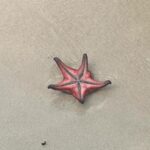 Pupul Bhuyan Instagram - Starfish beach at Phu Quoc, Vietnam 🇻🇳 . . . . . [ starfish, starfish beach, Phu Quoc, Vietnam, island, travel blogger, traveller, globetrotter, Instagram growth] Starfish Beach