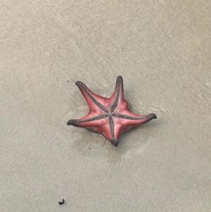 Pupul Bhuyan Instagram - Starfish beach at Phu Quoc, Vietnam 🇻🇳 
.
.
.
.
.
[ starfish, starfish beach, Phu Quoc, Vietnam, island, travel blogger, traveller, globetrotter, Instagram growth]