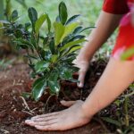 Raashi Khanna Instagram - I grow plants for various reasons: to please my eye, to please my soul, to take a little responsibility, but mostly for the joy that it brings me. Just another birthday; carrying this wonderful tradition forward.. 🌱💚
