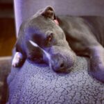 Rachel Nichols Instagram - She’s the best baby of all the babies…