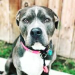 Rachel Nichols Instagram - Three years ago today, @lolo_gurl came into our lives…and now I can’t imagine a day without her. Many thanks to: @kershaw_m @nyjenn7 @normanlovessquirrels @tongue.in.chic @apurposefulrescue Our little family wouldn’t have been made complete without your loving care and help!