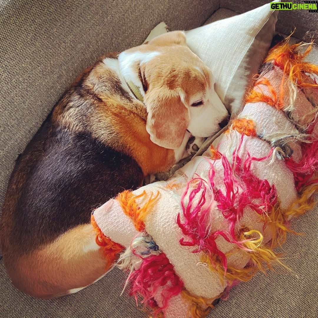 Rachel Nichols Instagram - I think he has made himself at home…
