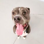 Rachel Nichols Instagram - Thank you to @ohhellodog for taking such wonderful and loving care of @lolo_gurl while we are away! She clearly loves you all. Happy Puppy! 😍❤️🥰.