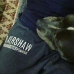 Rachel Nichols Instagram - Sick pups (she’s now on meds and doing a lot better) get extra snuggles and couch cuddles. Thanks for the sweatpants @paulmichaelrahn - I live in them! And I’m pretty sure that @lolo_gurl is enjoying them as well.