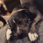 Rachel Nichols Instagram - She is my one-and-only child…asleep by my side. What would I do without @lolo_gurl - there is no answer.