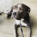 Rachel Nichols Instagram - Happy Adopt-A-Versary, @lolo_gurl - you have been a very special part of the family for four years…and I can’t (nor would I want to) imagine my life without you in it. ❤️.