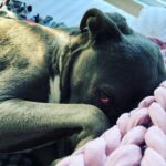 Rachel Nichols Instagram – Mom, you never let me sleep in bed, so when you do let me sleep in bed…I am not getting out. Not ever. Go away. I do have to pee, but I will hold it. Forever.