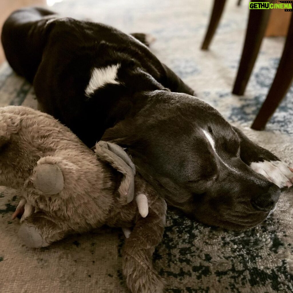 Rachel Nichols Instagram - My precious @lolo_gurl had such a fun time @pawlalaclub - they are the best - that all she wants to do now is crash out with her favorite toy.