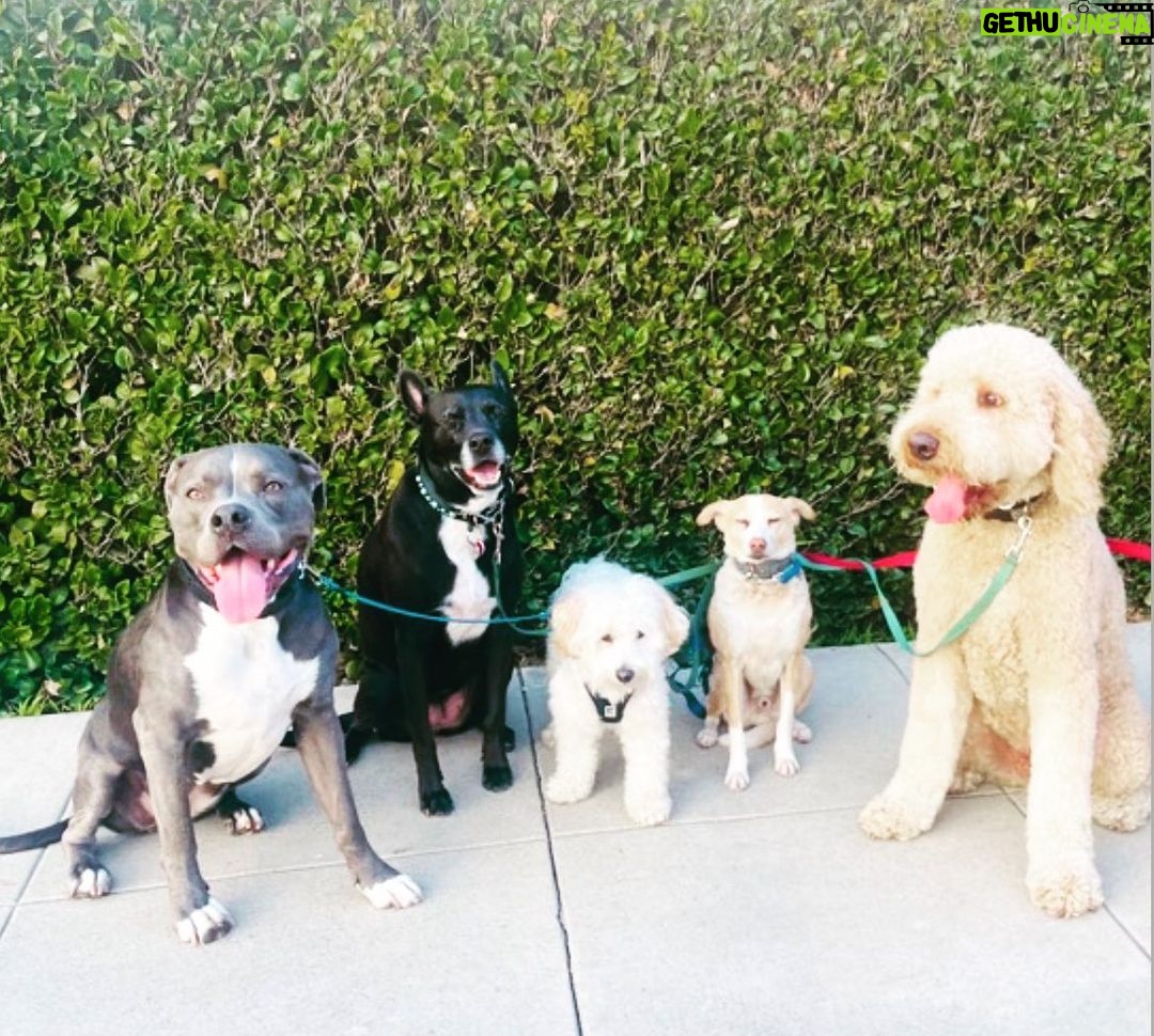 Rachel Nichols Instagram - I love it when @hotdogonarun comes to take @lolo_gurl out on adventures with her posse of canines! All I have to say is “Your friends are coming!” and she runs to the door to wait for her pack of pals.