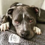 Rachel Nichols Instagram - I love to be at work, but I also love to be at home…because I get to look at this face!