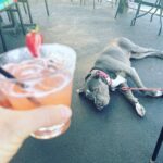 Rachel Nichols Instagram - Three cheers for Friday! Lolo has had a ruff week. 📸: @paulmichaelrahn