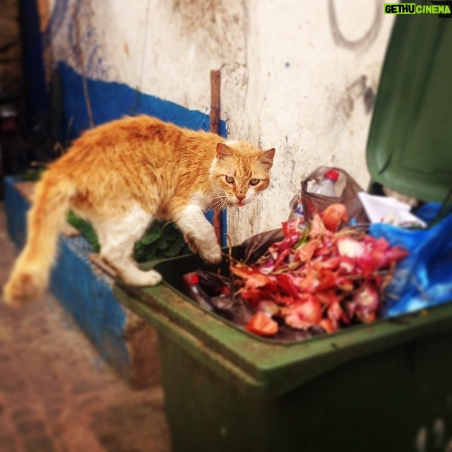 Randy Harrison Instagram - "Rashid, the freegan of Essaouira"